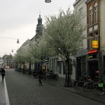 Maastricht ir žydintys ąžuolai