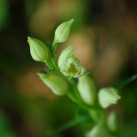 Cephalanthera domasonium (Miller)