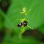 Musinis ofris [Ophrys insectifera]